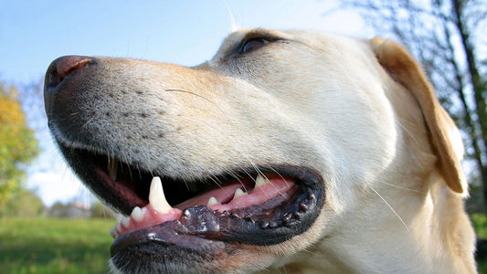 pet dental health