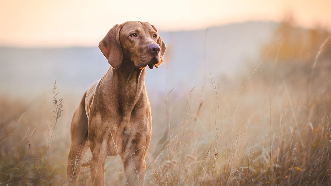 hunting dogs and oral health