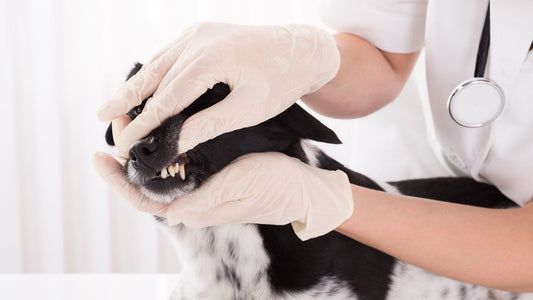 veterinary dentist